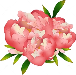 粉白渐变色芍药牡丹花草花卉植物手绘