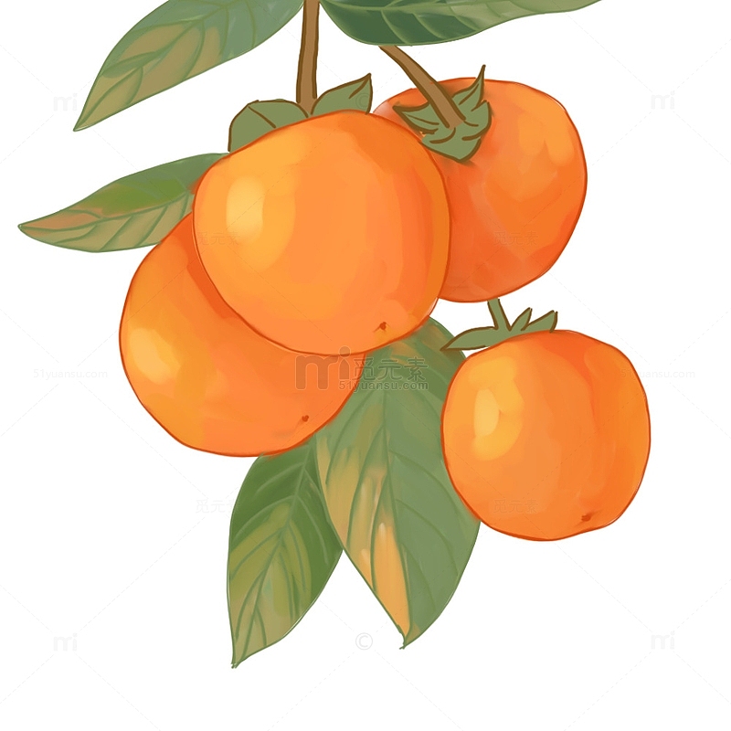 橘黄色简洁秋天水果柿子手绘素材