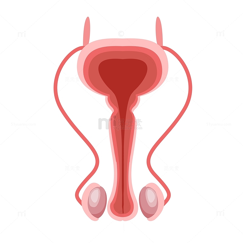 手绘卡通男性泌尿生殖系统睾丸尿道