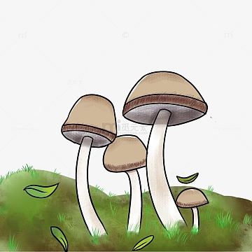 户外蘑菇风景