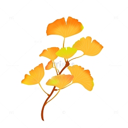 简约手绘节气秋分黄色金色银杏树叶元素