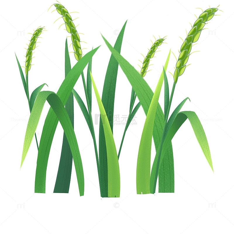 丰收夏天立秋小麦稻穗麦穗元素手绘图