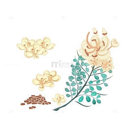 手绘黄色清新决明子植物插画元素