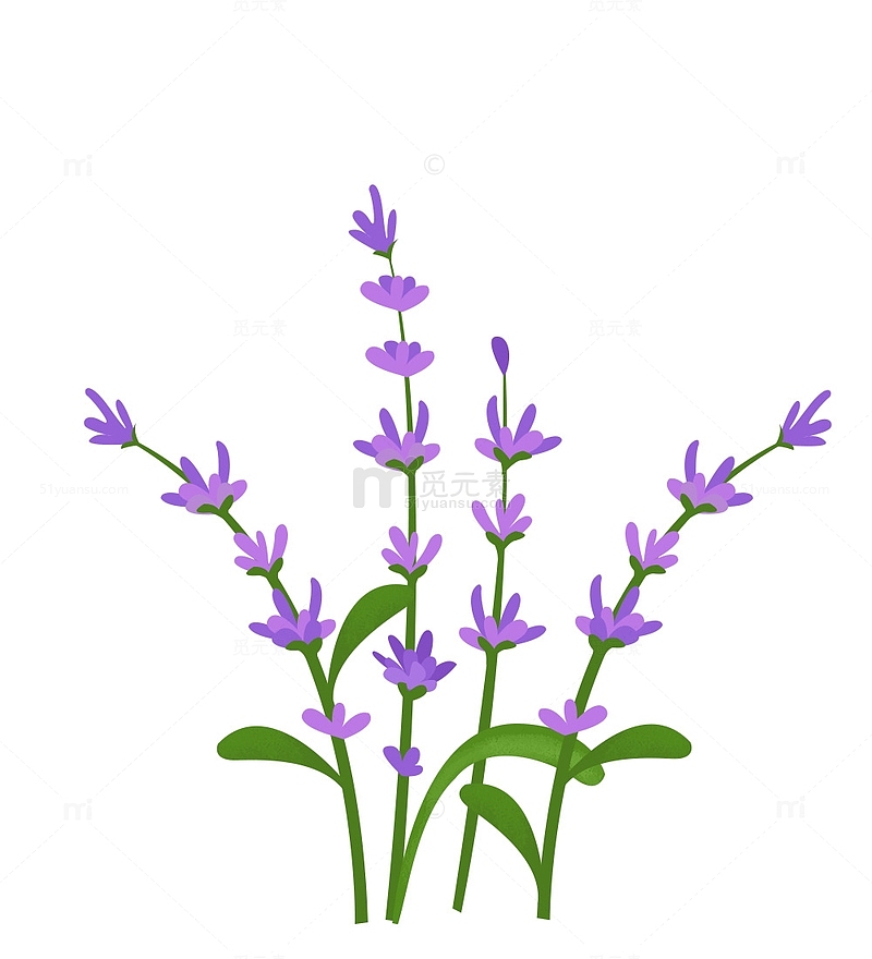 紫色薰衣草花卉植物花草素材