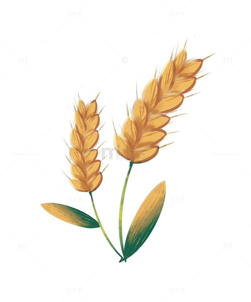 秋分节气金色农作物麦子麦穗素材