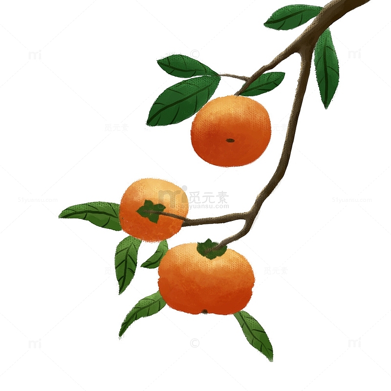橙色绿色小清新柿子树秋分丰收金秋手绘元素