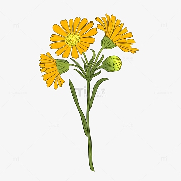 aipng淡黄色卡通雏菊手绘图(1182x1182)psdpng卡通花小雏菊手绘图
