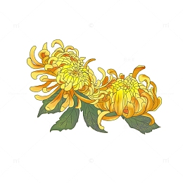 橘色秋天重阳节菊花手绘图