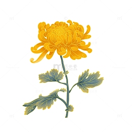 重阳节国潮风菊花