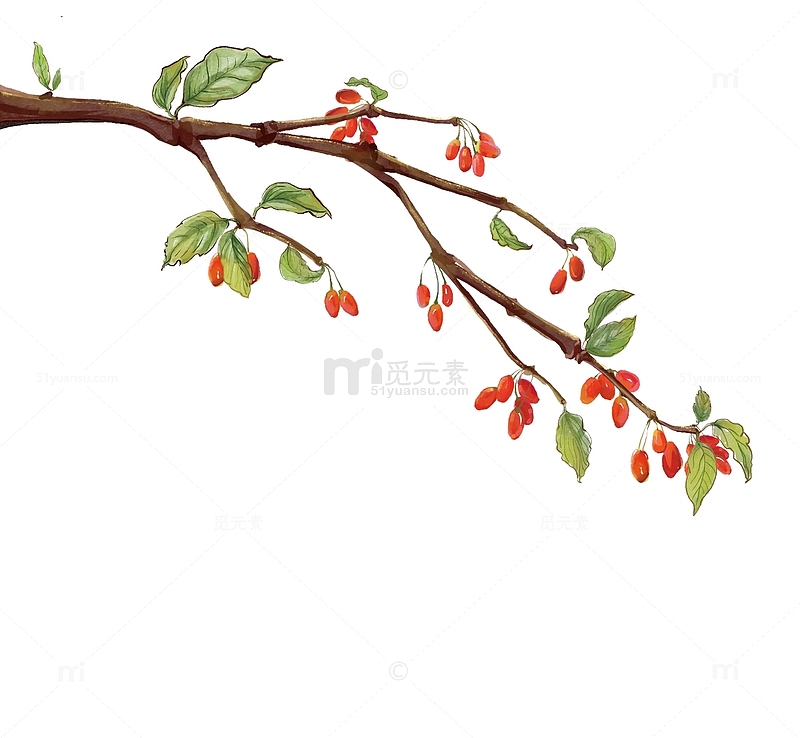 手绘中国风重阳节茱萸植物装饰元素