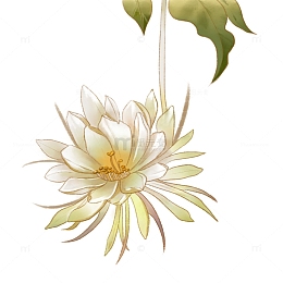 淡绿色水墨风唯美昙花一现手绘图