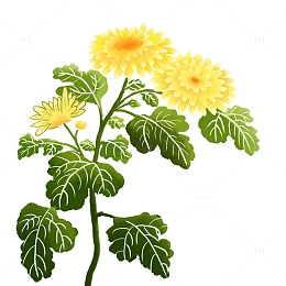 黄色绿色水墨风小清新重阳节赏菊花手绘插画