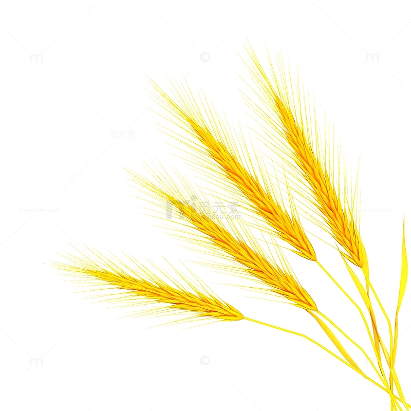 C4D金黄色金秋丰收麦穗
