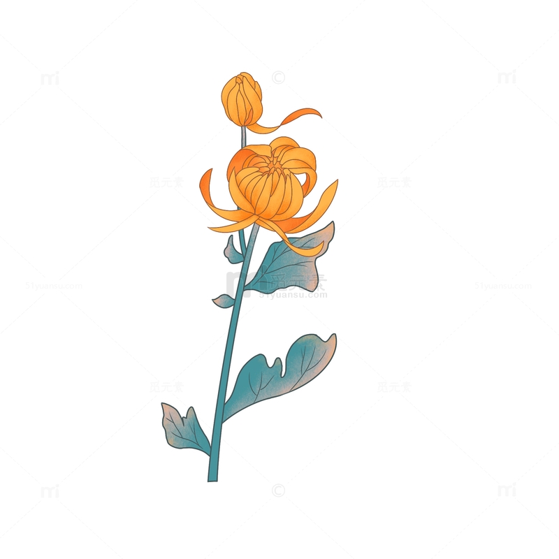 含苞待放的菊花素材免费下载_觅元素