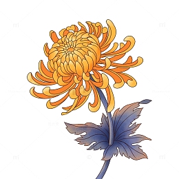 重阳节国潮菊花