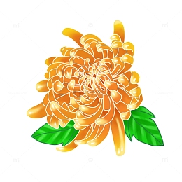 黄色，手绘，菊花，重阳节，