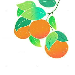 绿色国潮橘子树枝上的橘子手绘图