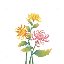 重阳节彩色菊花