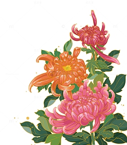 国风花卉菊花重阳节元素手绘图