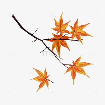 红色水彩霜降落叶枫叶植物元素