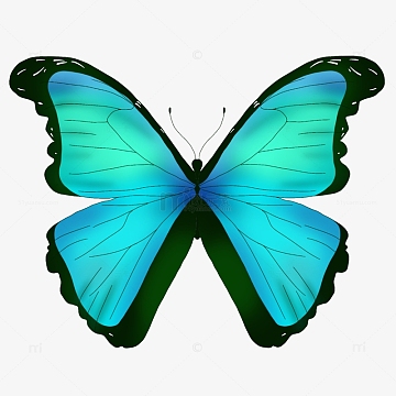 蓝绿色绚丽蝴蝶昆虫手绘
