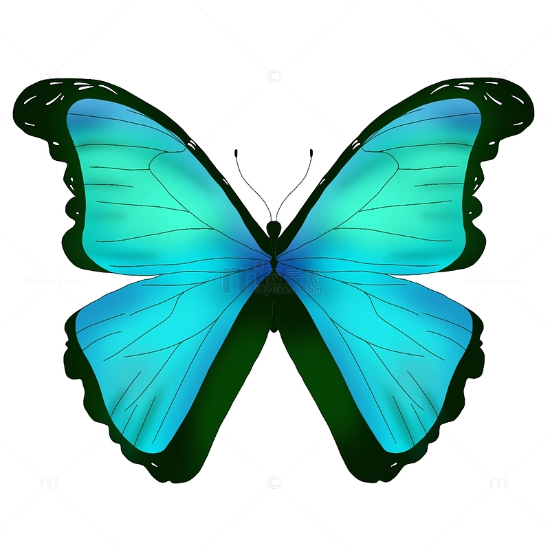 蓝绿色绚丽蝴蝶昆虫手绘