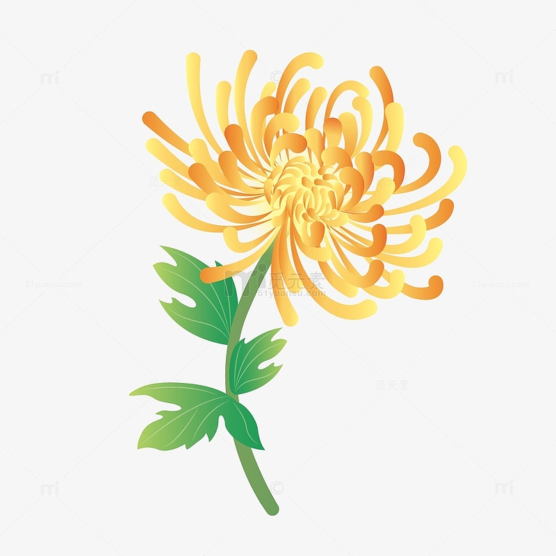 黄色小清新重阳节菊花手绘图