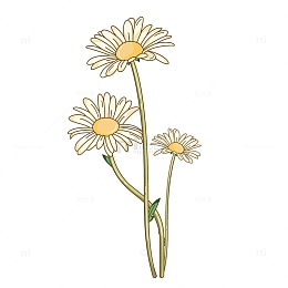 淡黄色卡通雏菊手绘图