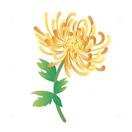 黄色小清新重阳节菊花手绘图
