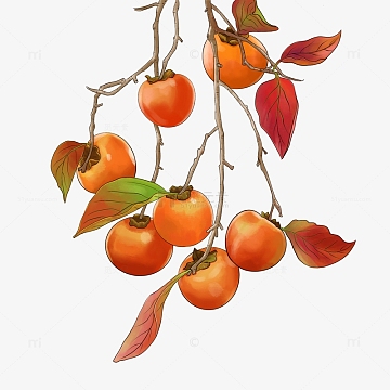 橘色手绘霜降柿子