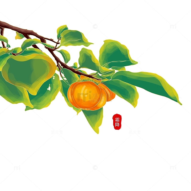 小清新中国风手绘柿子元素霜降节气元素
