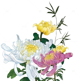 霜降节气节日赏花菊花手绘