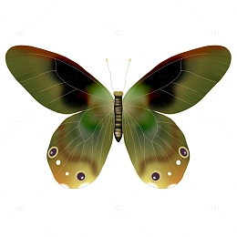 绿色多彩绚丽手绘蝴蝶素材