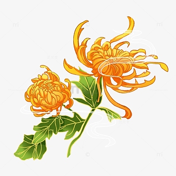 黄色绿色菊花霜降秋天重阳金菊免扣元素