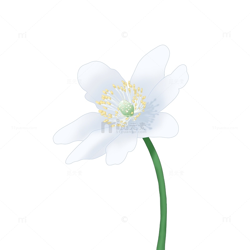 白色清新花朵纯洁小花开花