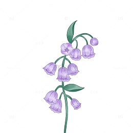 紫色清新风铃花金铃花灯笼花手绘
