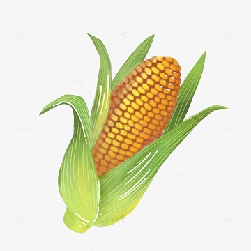 黄绿色小清新一根成熟的玉米感恩节手绘图