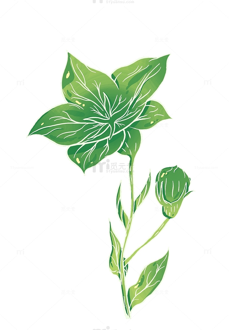 绿色 手绘 插画风 植物 花
