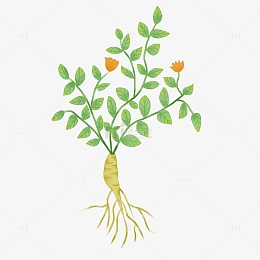 当归素材免费下载_觅元素