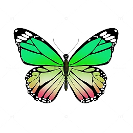 绿色渐变绚丽小清新蝴蝶装饰标本手绘