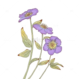 手绘水彩风铁线莲紫色花卉植物装饰淡彩贴纸
