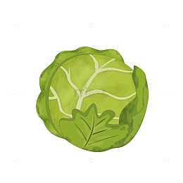 绿色圆白菜蔬菜包菜大头菜手绘素材