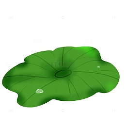 荷叶 节日 夏至 立秋 处暑 荷花