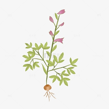 中药元胡绿色手绘植物