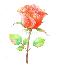 水彩手绘小清新玫瑰花