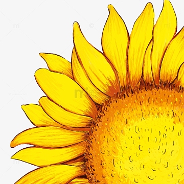 花束手绘图(2500x2500)psdpng向日葵花束手绘图(1080x1080)png学习