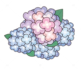 粉紫色手绘绣球花新年花束手捧花