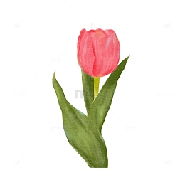 粉色小清新郁金香水彩手绘