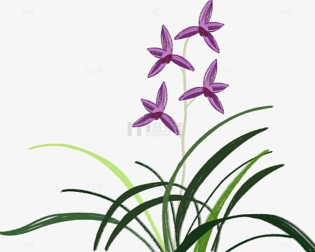 国画水墨兰花君子兰