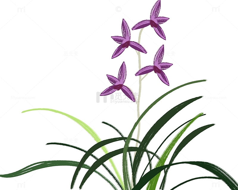 国画水墨兰花君子兰